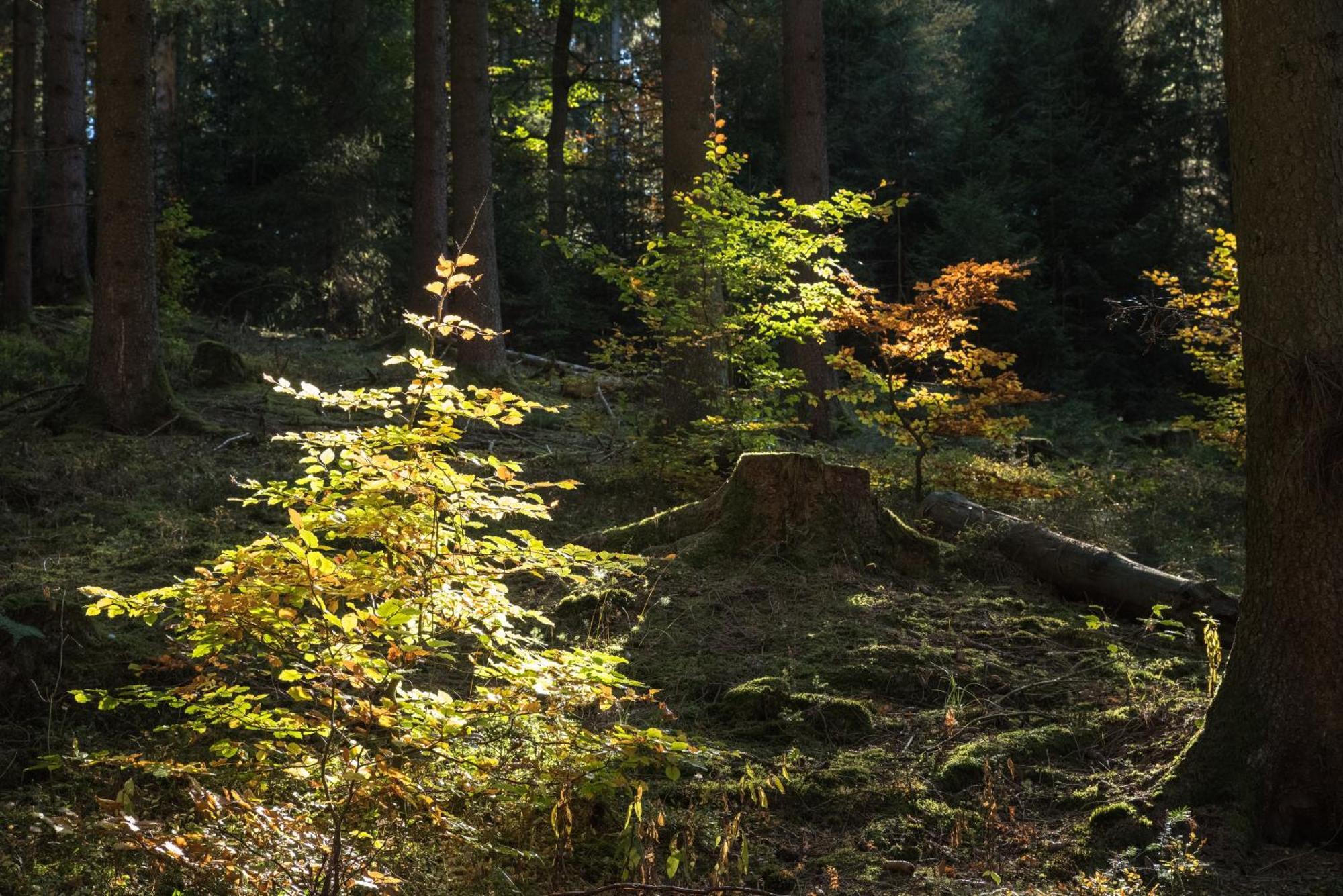 Holzhaus Onkel Fritz Mit Sauna Und Whirlwanne Esch  Exterior foto